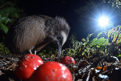 Kiwi Bird Foraging at Night