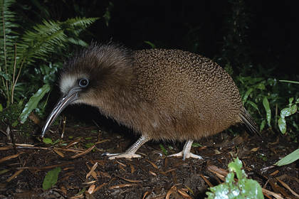 Kiwi Bird Foraging
