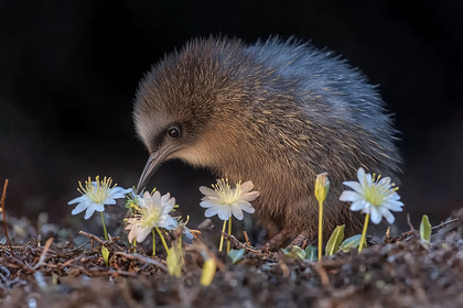 Kiwi Bird Sniffing Flowers