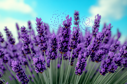 Lavender Bliss