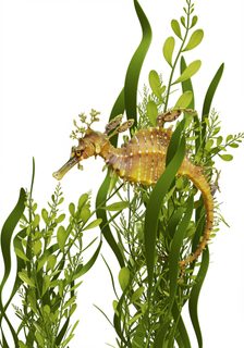 leafy seadragon seaweed