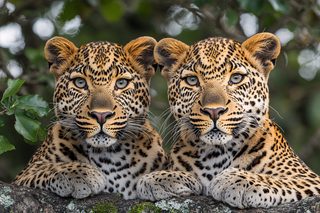Leopard Cubs Portrait