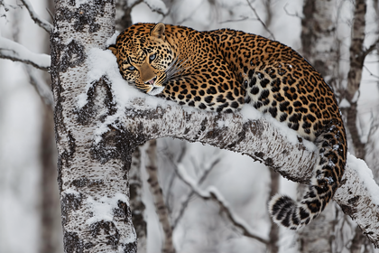 Leopard Resting On Snowy Tree Branch