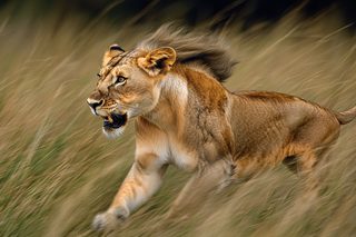 Lion on the Run