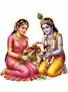 krishna radha calf