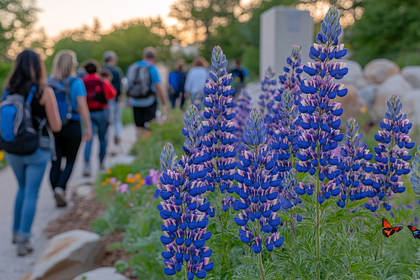 Lupine Flowers and Hikers