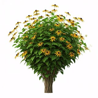 black-eyed-susan-bush
