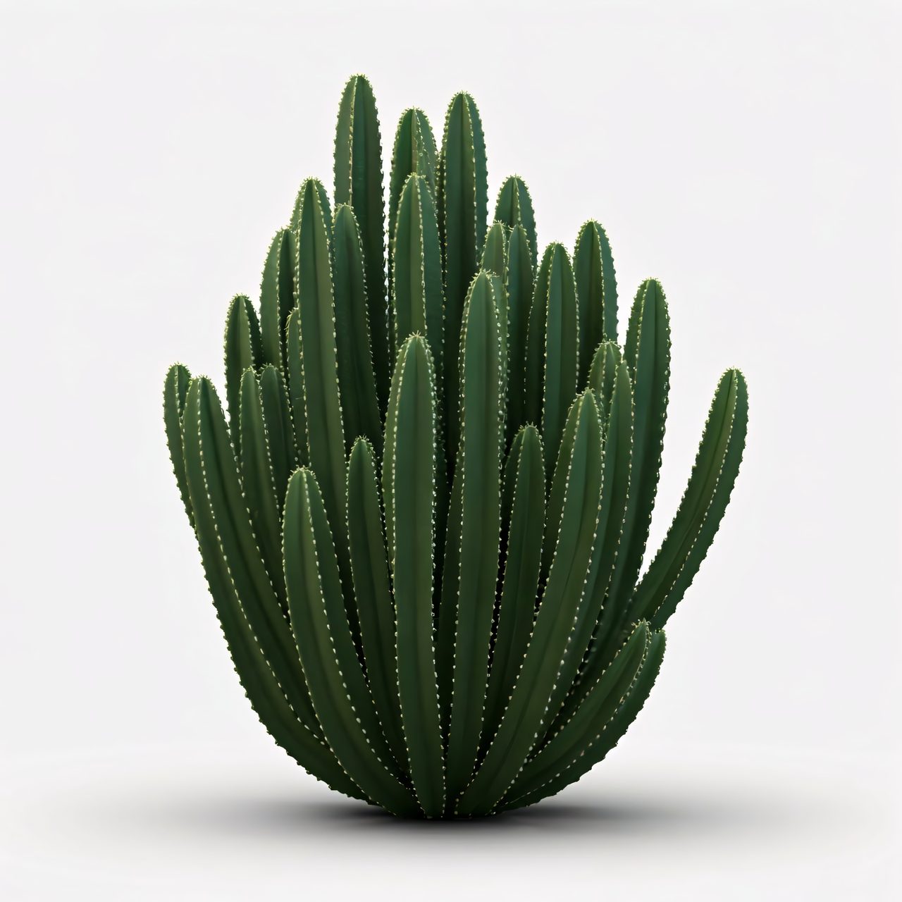 lush-green-cactus