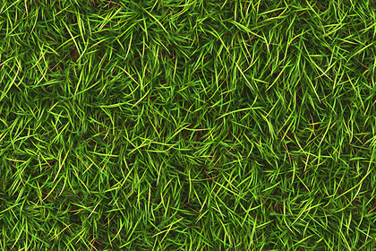 Lush Green Grass Texture