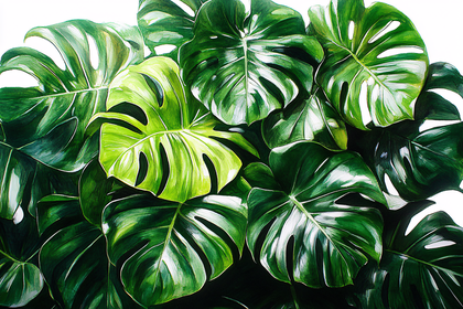 Lush Green Monstera Leaves