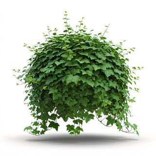 ivy bush topiary