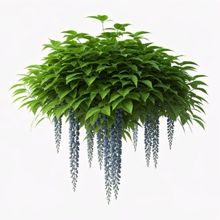 wisteria hanging plant
