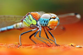 Macro Dragonfly Portrait