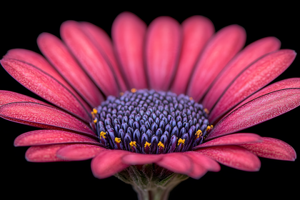 Magenta Osteospermum Blossom