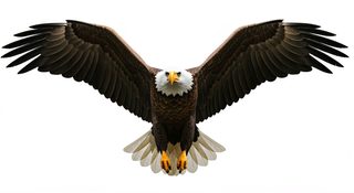 flying bald eagle