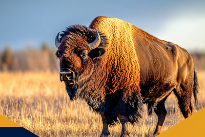 Majestic Bison Standing in Golden Field