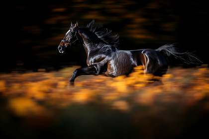 Majestic Horse in Motion