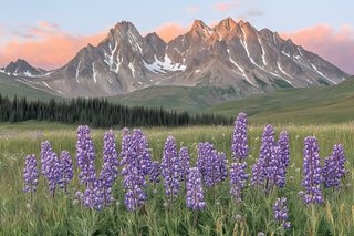 Majestic Lupines in Mountain Meadow