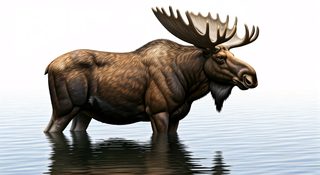 moose in water