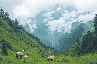 Majestic Mountain Valley with Llamas
