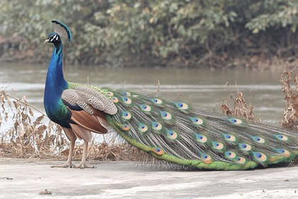 Majestic Peacock