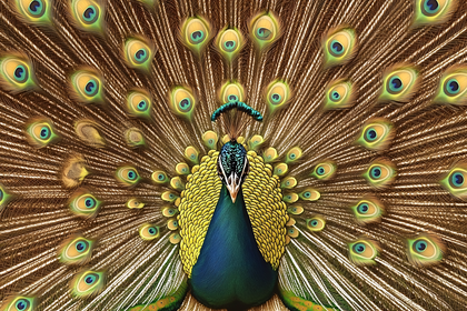 Majestic Peacock Displaying Feathers