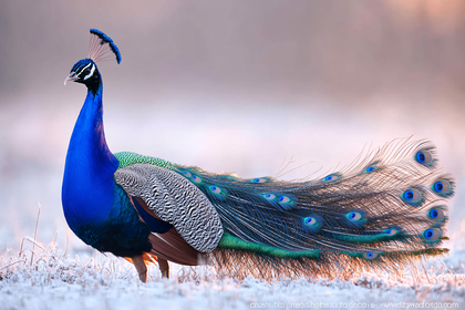 Majestic Peacock Displaying Plumage