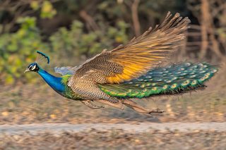 Majestic Peacock On The Run