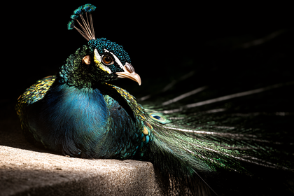Majestic Peacock Portrait