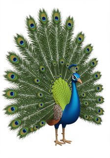 majestic peacock illustration