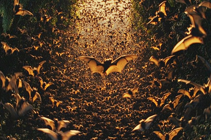 Massive Bat Swarm Emergence