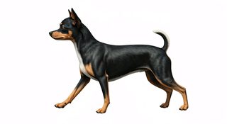 miniature pinscher dog