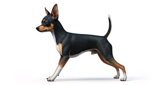 miniature pinscher dog