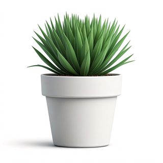 potted agave plant