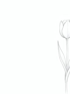 pencil sketch tulip