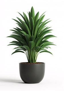 potted houseplant