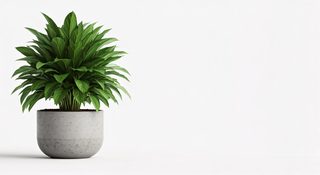 potted green plant