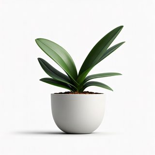 potted orchid plant
