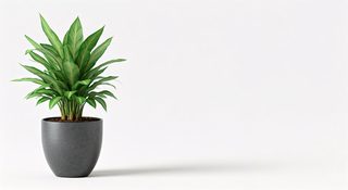 potted houseplant minimalism