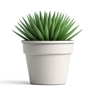 potted-succulent-plant
