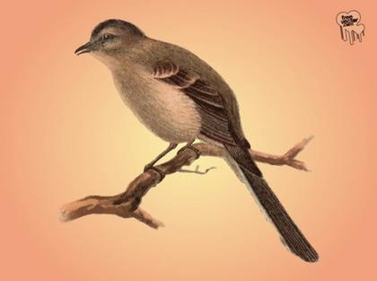 Mockingbird Free Vector
