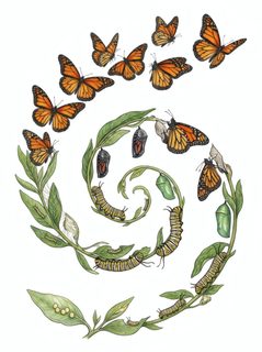 monarch life cycle