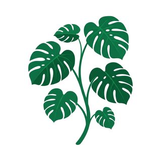 monstera plant branch