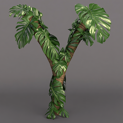 Monstera Vine Y Shape