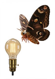 moth light bulb