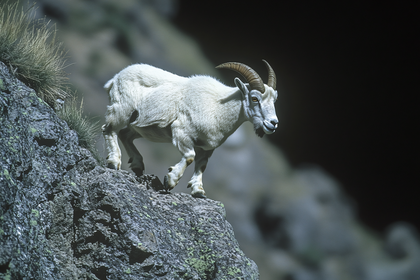 Mountain Goat On Rocky Cliff
