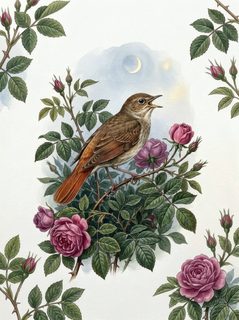 nightingale and roses