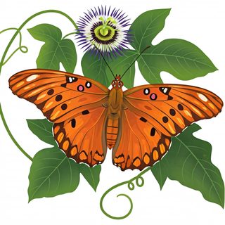 Butterfly and Passionflower