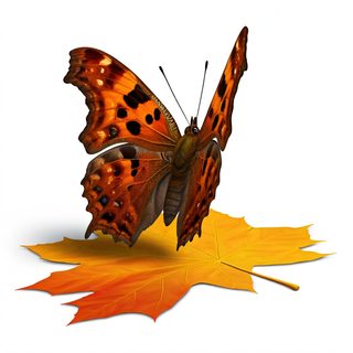 Butterfly on Leaf