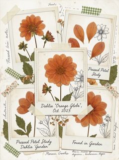 Pressed Flower Study